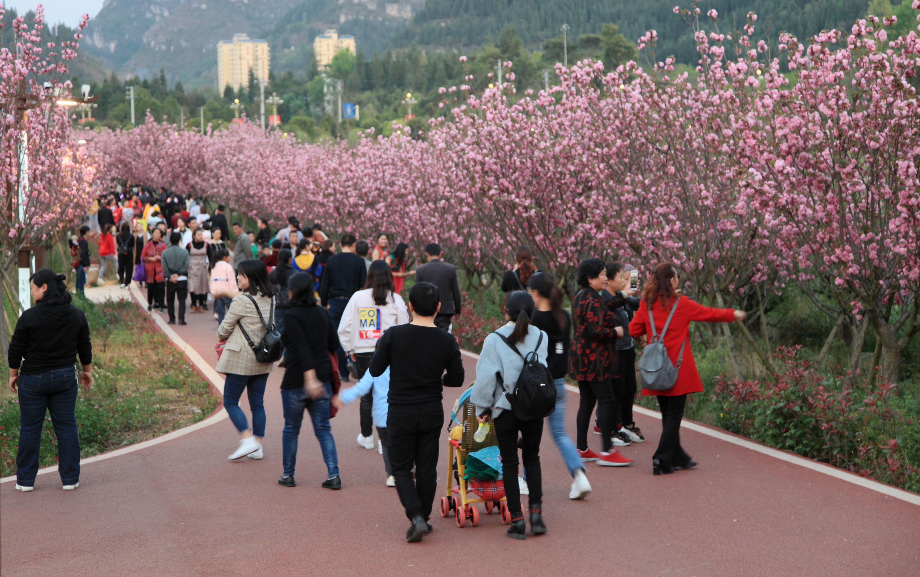 1553496651579003286.jpg 2019兴仁东湖樱花蔡家友摄影 (9).jpg