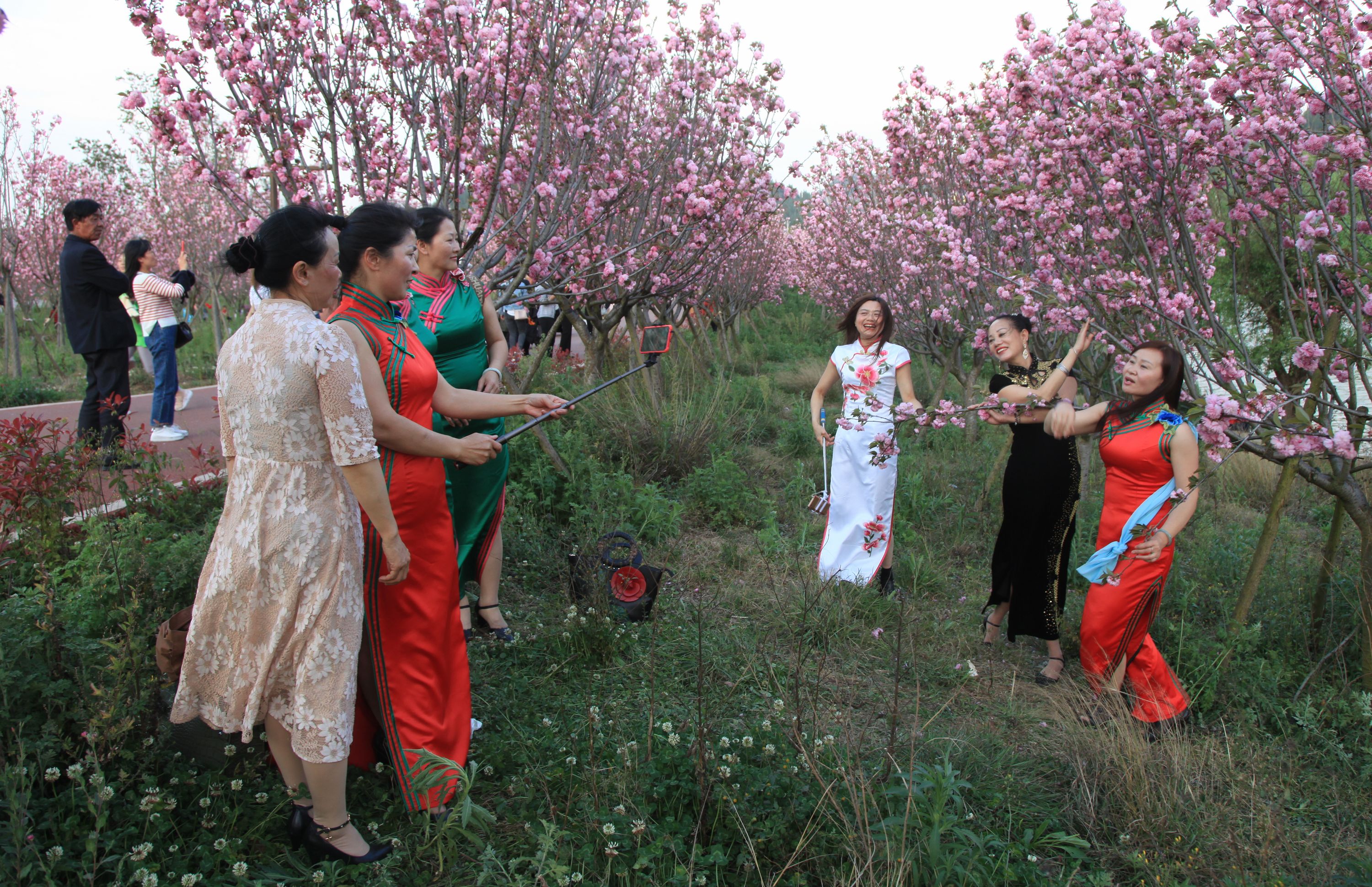 1553496663137049005.jpg 2019兴仁东湖樱花蔡家友摄影 (6).jpg