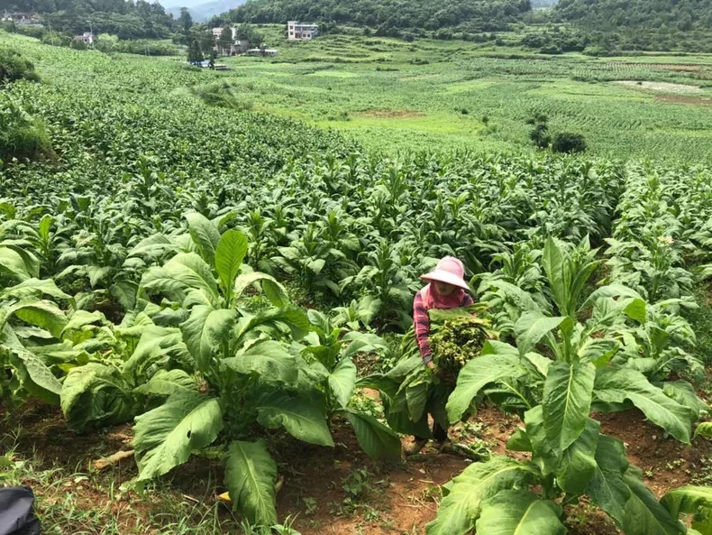 1577280354425050482.jpg 贫困户帮种植大户割烟现场.jpg