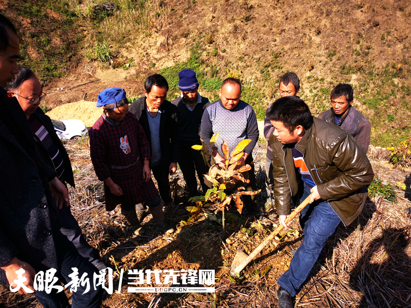 板栗改培现场.jpg