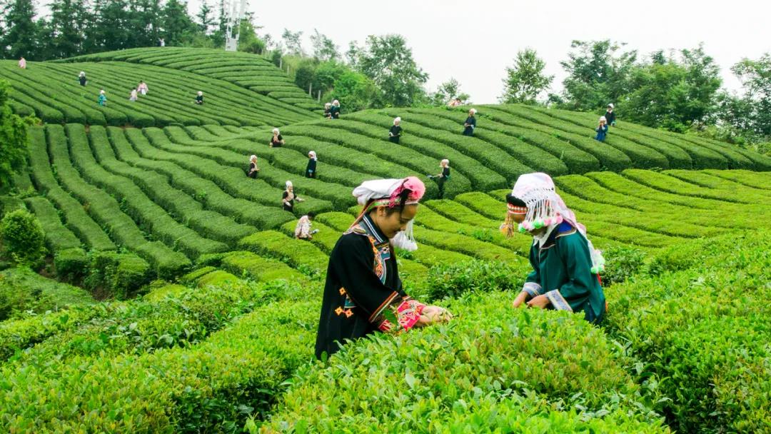 1640329772643019304.jpg 1640329772643019304.jpg