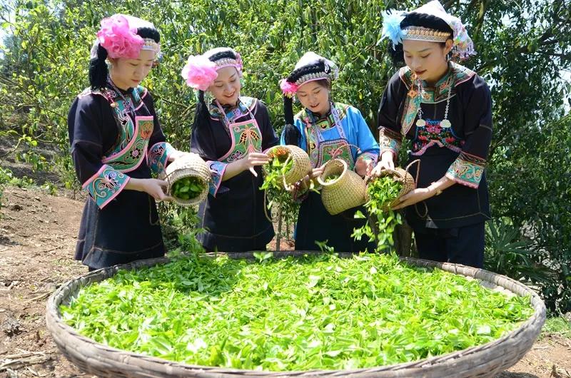 1640329937503002254.jpg 7收获的喜悦,如古茶一样清脆.jpg