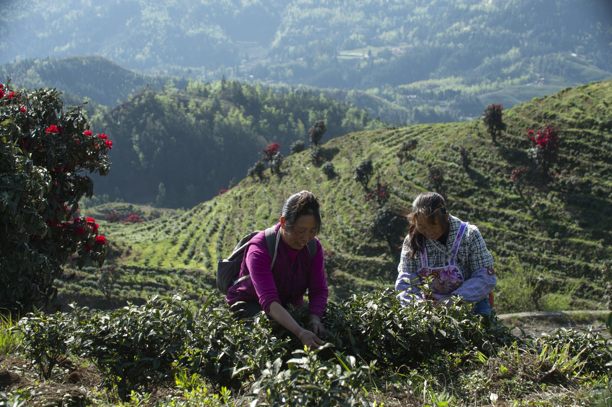 1679725271253002582.jpg _YXQ0293.jpg