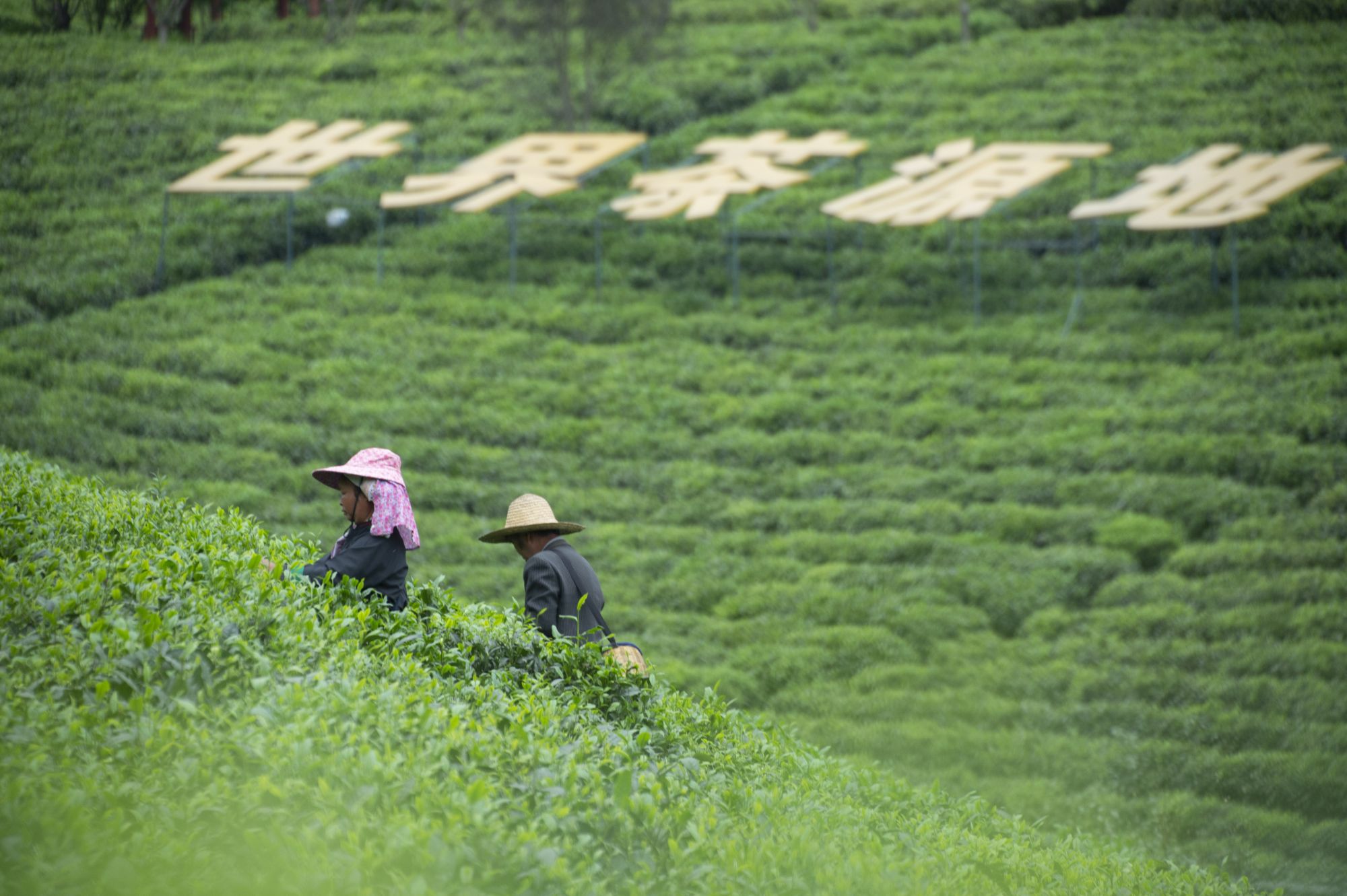 1679725311267059172.jpg _YXQ0687.jpg