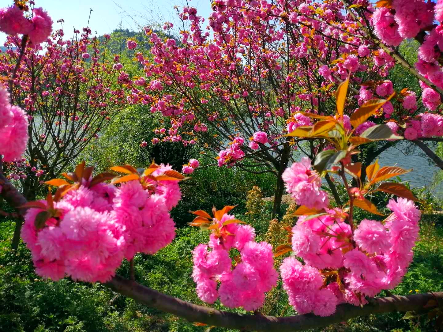 2019兴仁东湖樱花蔡家友摄影 (15).jpg