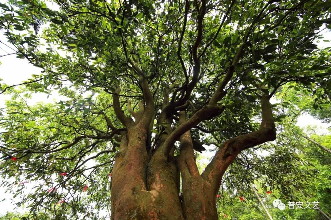 1556848486500084040.jpg 12.jpg