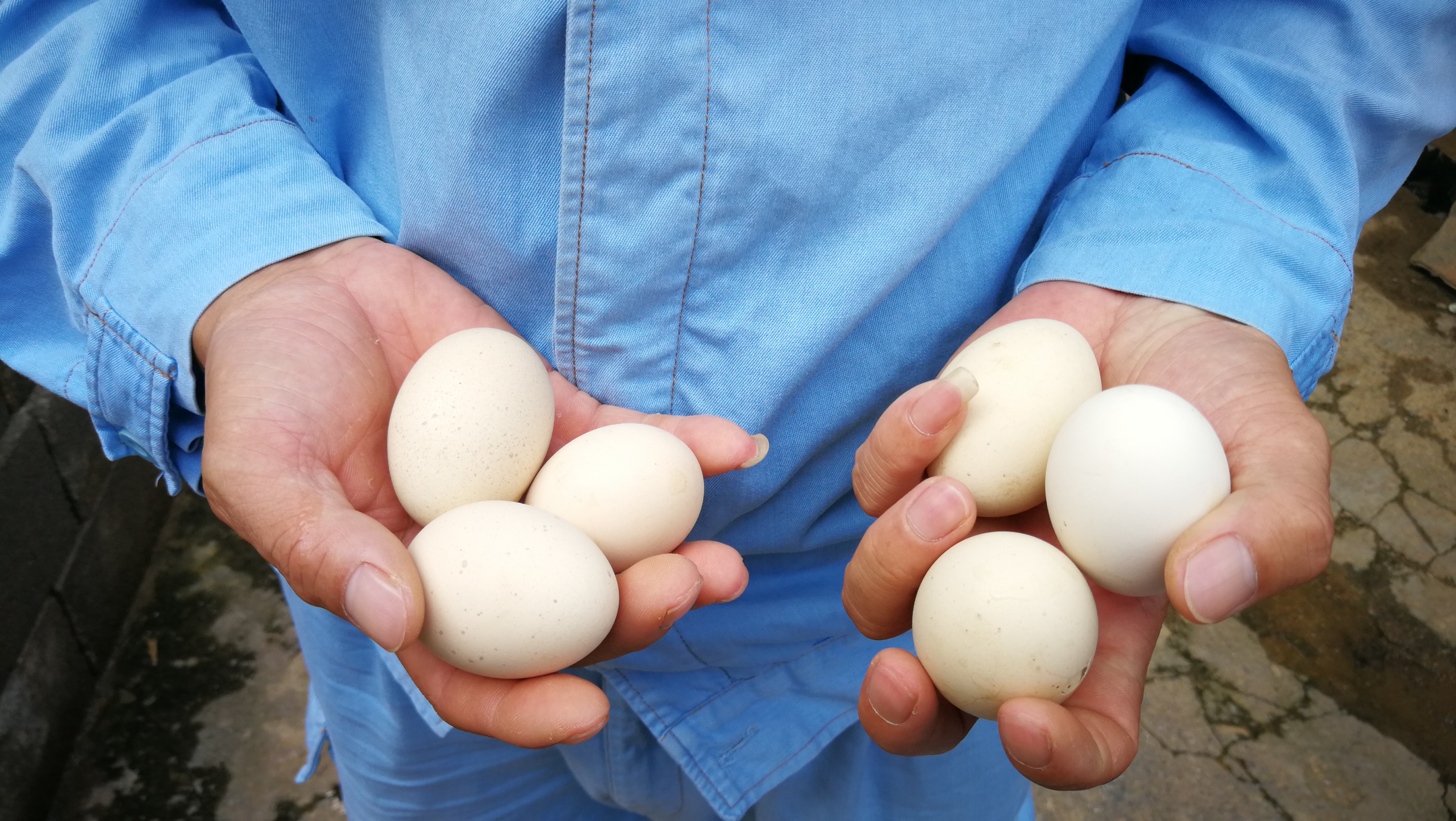 1560926744678047030.jpg 客户经理握在手心温暖的鸡蛋.jpg