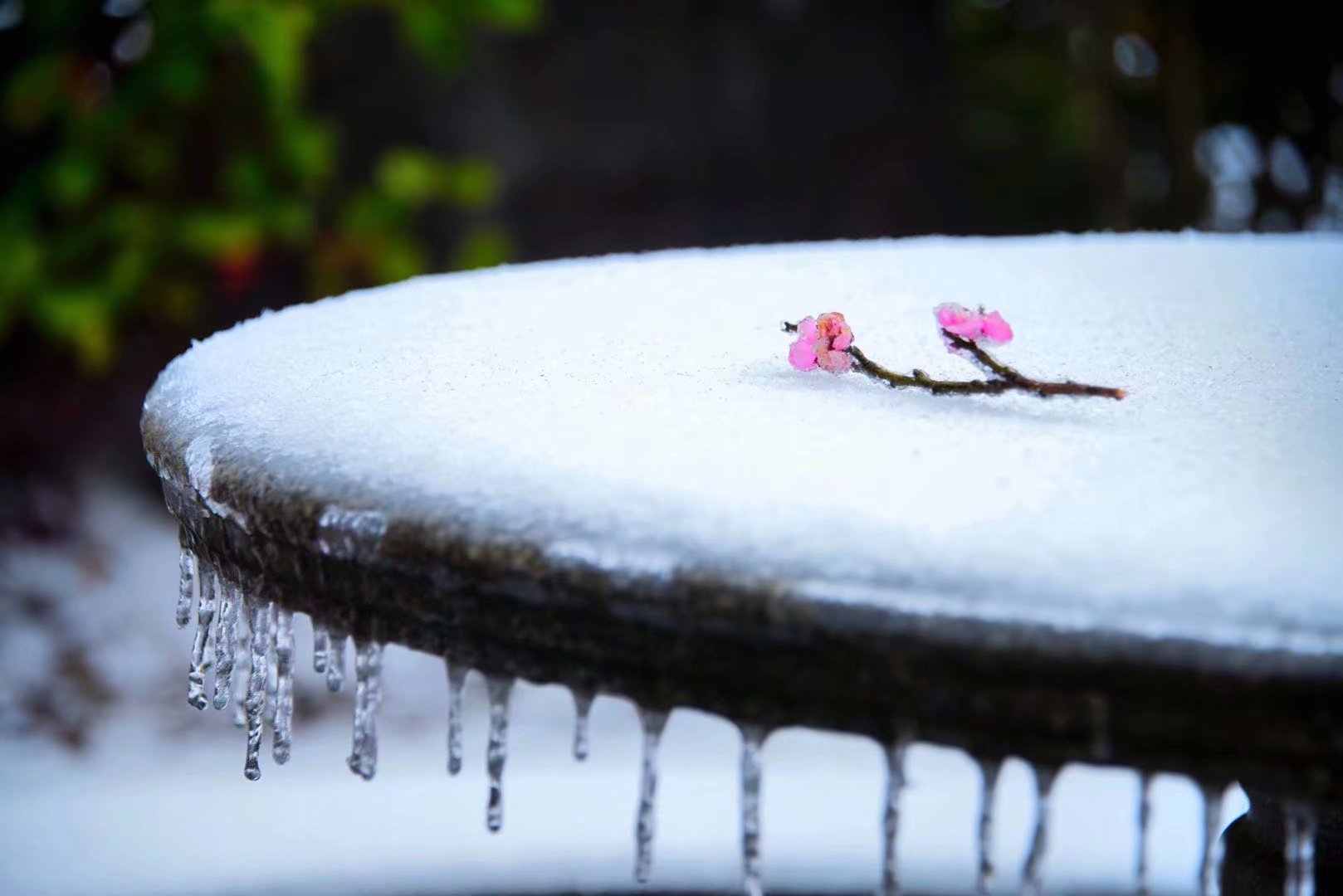 1583419693617095462.jpg 曾文琼(4).jpg