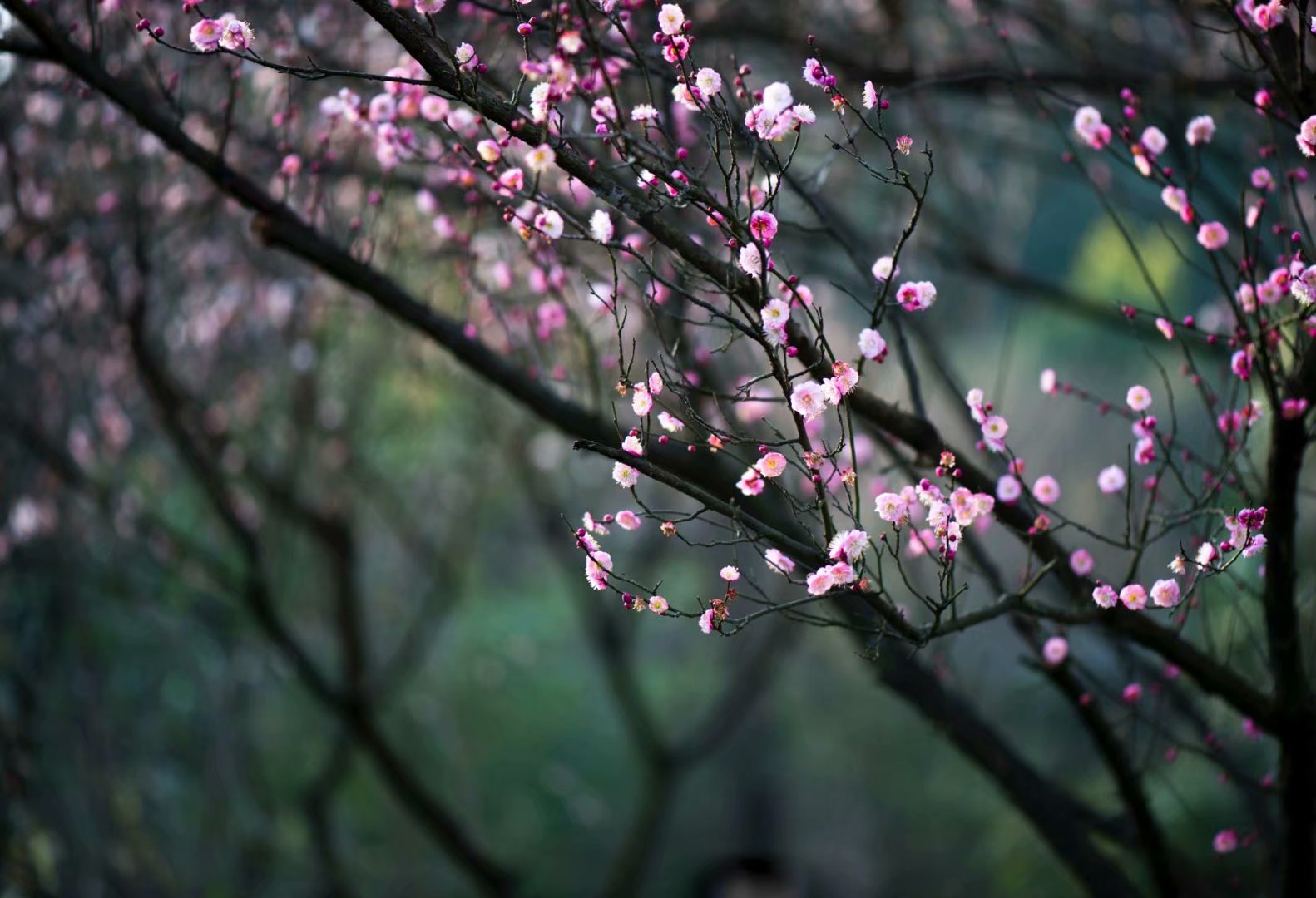 1583419830205074845.jpg 曾文琼(6).jpg