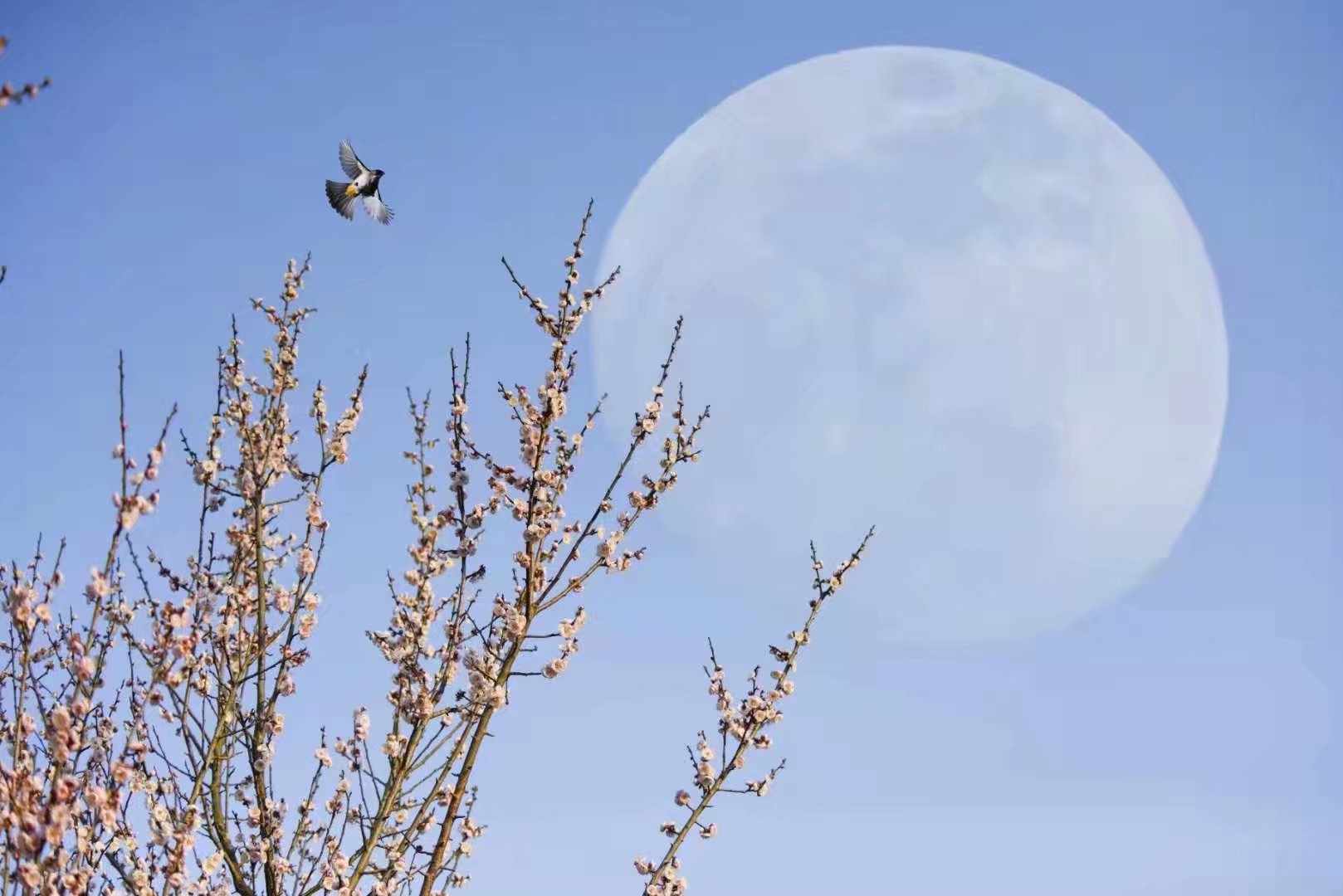 1583419910520092309.jpg 曾文琼(3).jpg