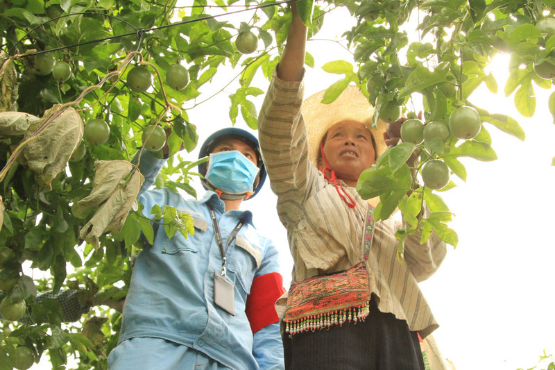当地村民现场采摘百香果.jpeg