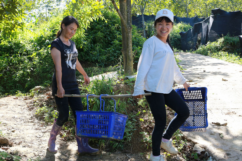 1600089819849077180.jpg 图5. 村民正忙着采收竹荪、木耳、灰树花等菌药.jpg