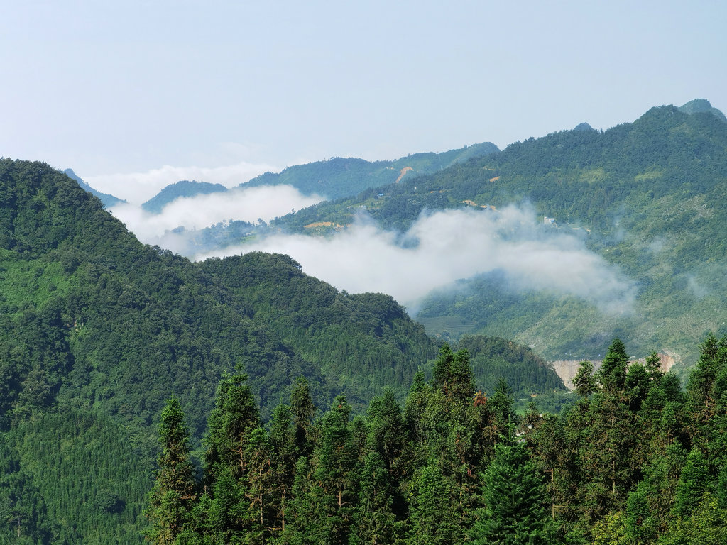 4  仙鹤坪茶山的美丽雾景.jpg