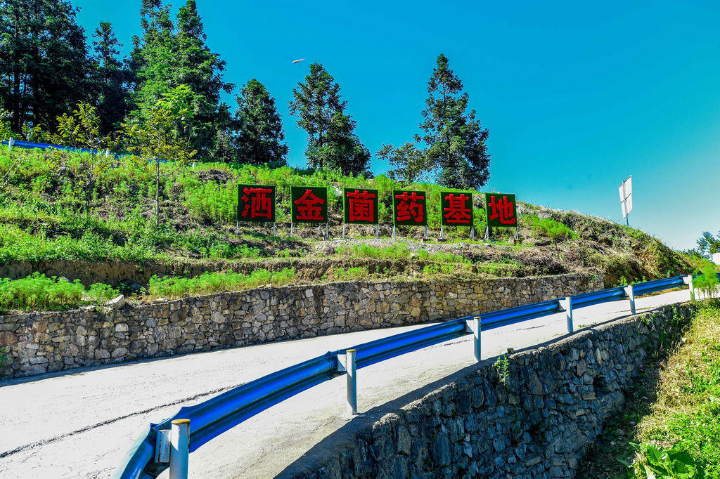 洒金村菌药产业基地公路（李念秋摄）_副本.jpg