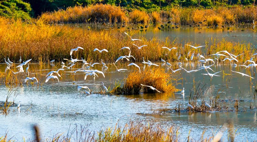 1636874027932084447.jpg 成群白鹭自然栖息 邢贵龙 摄.jpg