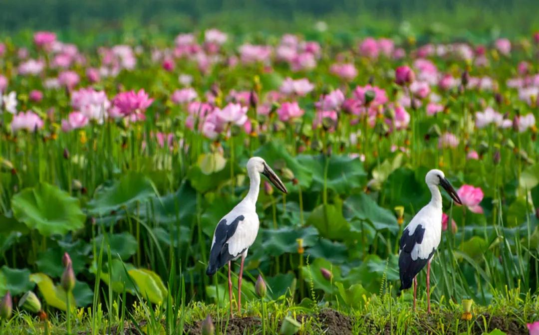 1636874114943061362.jpg 水鸟觅食 黄复兴 摄.jpg